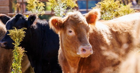 David Wedin, professor in the School of Natural Resources and director of the Center for Grassland Studies, sectioned off an area of the prairie north of Hardin Hall and brought in four head of cattle in September 2024. The cattle were part of an outdoor teaching lab for students. (Craig Chandler/University Communication and Marketing)
