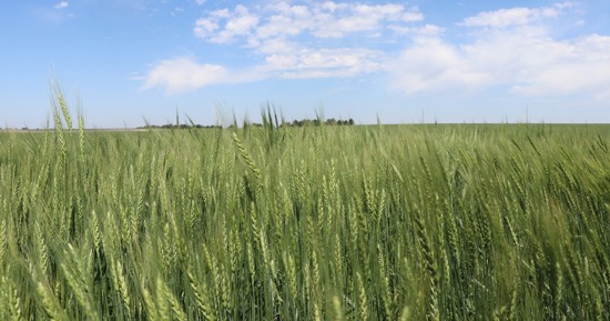 Know what kind of lease you are getting into, or which one will fit your purposes. Photo by Chabella Guzman