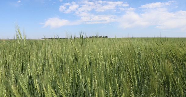 Know what kind of lease you are getting into, or which one will fit your purposes. Photo by Chabella Guzman