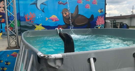 Sea Lions Return to the NSF