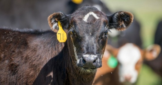 Webinar series to highlight decision support tools for the beef industry